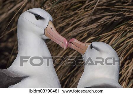 Stock Image - "Black-browed Albatross or Black-browed Mollymawk (Thalassarche melanophris) returning to its nest and being welcomed by its brooding partner, West Point Island, Falkland Islands, United Kingdom, South America". Fotosearch