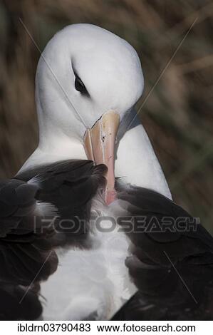 "Black-browed Albatross or Black-browed Mollymawk (Thalassarche melanophris), grooming its feathers, West Point Island, Falkland Islands, United Kingdom, South America" View Large Photo Image Stock Image - "Black-browed Albatross or Black-browed Mollymawk (Thalassarche melanophris), grooming its feathers, West Point Island, Falkland Islands, United Kingdom, South America". Fotosearch