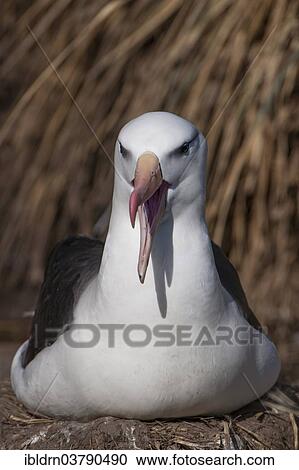 "Black-browed Albatross or Black-browed Mollymawk (Thalassarche melanophris), West Point Island, Falkland Islands, United Kingdom, South America" View Large Photo Image Stock Image - "Black-browed Albatross or Black-browed Mollymawk (Thalassarche melanophris), West Point Island, Falkland Islands, United Kingdom, South America". Fotosearch