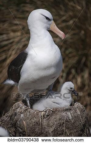 "Black-browed Albatross or Black-browed Mollymawk (Thalassarche melanophris) with a chick in a tower nest, West Point Island, Falkland Islands, United Kingdom, South America" View Large Photo Image Stock Photo - "Black-browed Albatross or Black-browed Mollymawk (Thalassarche melanophris) with a chick in a tower nest, West Point Island, Falkland Islands, United Kingdom, South America". Fotosearch