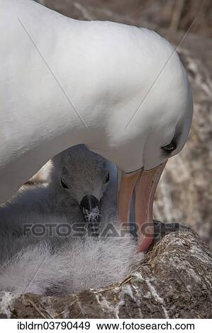 "Black-browed Albatross or Black-browed Mollymawk (Thalassarche melanophris), adult with a chick in a nest, West Point Island, Falkland Islands, United Kingdom, South America" View Large Photo Image Stock Photo - "Black-browed Albatross or Black-browed Mollymawk (Thalassarche melanophris), adult with a chick in a nest, West Point Island, Falkland Islands, United Kingdom, South America". Fotosearch