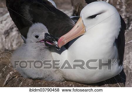 "Black-browed Albatross or Black-browed Mollymawk (Thalassarche melanophris), adult with a chick in a nest, West Point Island, Falkland Islands, United Kingdom, South America" View Large Photo Image Stock Photo - "Black-browed Albatross or Black-browed Mollymawk (Thalassarche melanophris), adult with a chick in a nest, West Point Island, Falkland Islands, United Kingdom, South America". Fotosearch