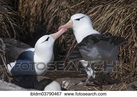 "Black-browed Albatross or Black-browed Mollymawk (Thalassarche melanophris) returning to its nest and being welcomed by its brooding partner, West Point Island, Falkland Islands, United Kingdom, South America" View Large Photo Image Stock Photo - "Black-browed Albatross or Black-browed Mollymawk (Thalassarche melanophris) returning to its nest and being welcomed by its brooding partner, West Point Island, Falkland Islands, United Kingdom, South America". Fotosearch