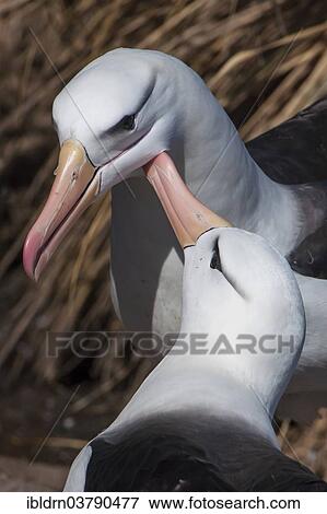 "Black-browed Albatross or Black-browed Mollymawk (Thalassarche melanophris) returning to its nest and being welcomed by its brooding partner, West Point Island, Falkland Islands, United Kingdom, South America" View Large Photo Image Stock Photo - "Black-browed Albatross or Black-browed Mollymawk (Thalassarche melanophris) returning to its nest and being welcomed by its brooding partner, West Point Island, Falkland Islands, United Kingdom, South America". Fotosearch