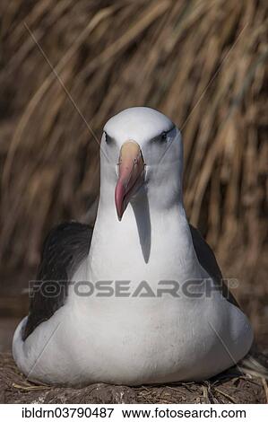 "Black-browed Albatross or Black-browed Mollymawk (Thalassarche melanophris), West Point Island, Falkland Islands, United Kingdom, South America" View Large Photo Image Stock Photo - "Black-browed Albatross or Black-browed Mollymawk (Thalassarche melanophris), West Point Island, Falkland Islands, United Kingdom, South America". Fotosearch