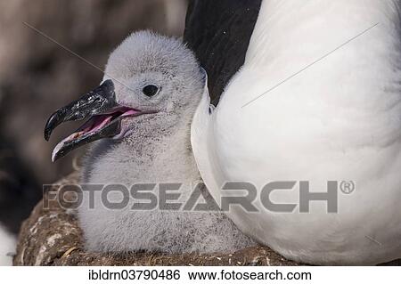 "Black-browed Albatross or Black-browed Mollymawk (Thalassarche melanophris), chick sitting beside an adult in a tower nest, West Point Island, Falkland Islands, United Kingdom, South America" View Large Photo Image Stock Photograph - "Black-browed Albatross or Black-browed Mollymawk (Thalassarche melanophris), chick sitting beside an adult in a tower nest, West Point Island, Falkland Islands, United Kingdom, South America". Fotosearch