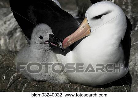 "Black-browed Albatross (Thalassarche melanophrys), adult bird with a chick, Stromness, South Georgia and the South Sandwich Islands, United Kingdom, Antarctica" View Large Photo Image Stock Image - "Black-browed Albatross (Thalassarche melanophrys), adult bird with a chick, Stromness, South Georgia and the South Sandwich Islands, United Kingdom, Antarctica". Fotosearch