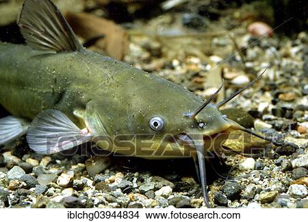 "Black Bullhead (Ictalurus melas), captive, France, Europe" View Large Photo Image Picture - "Black Bullhead (Ictalurus melas), captive, France, Europe". Fotosearch