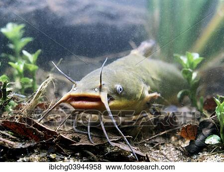 "Black Bullhead (Ictalurus melas), France, Europe" View Large Photo Image Stock Photo - "Black Bullhead (Ictalurus melas), France, Europe". Fotosearch