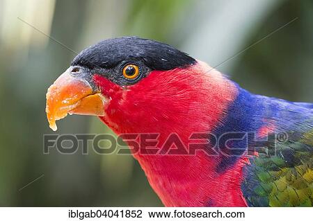 "Black-capped Lory (Lorius lory), Bali Bird Park, Bali, Indonesia, Asia" View Large Photo Image Stock Image - "Black-capped Lory (Lorius lory), Bali Bird Park, Bali, Indonesia, Asia". Fotosearch