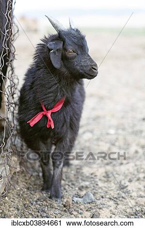 Stock Image - "Black Cashmere Goat (Capra hircus laniger), kid with a red collar, Gurvansaikhan Gobi National Park, Gobi Desert, South Gobi, Omnogovi Province, Mongolia, Asia". Fotosearch