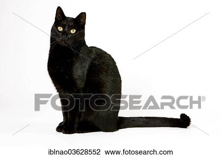 "Black cat, tomcat" View Large Photo Image Stock Image - "Black cat, tomcat". Fotosearch