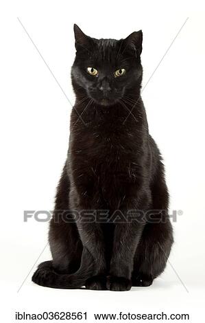 "Black cat, tomcat" View Large Photo Image Stock Image - "Black cat, tomcat". Fotosearch