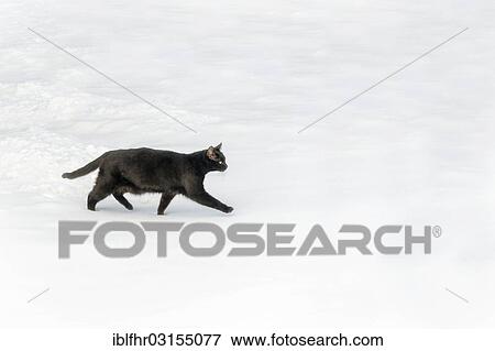 "Black cat walking on a snow layer, Rehna, Mecklenburg-Western Pomerania, Germany, Europe" View Large Photo Image Stock Photo - "Black cat walking on a snow layer, Rehna, Mecklenburg-Western Pomerania, Germany, Europe". Fotosearch