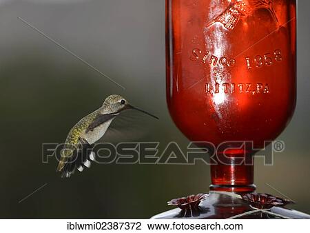 "Black-chinned Hummingbird (Archilochus alexandri) in flight at a feeding station, Escalante, Grand Staircase-Escalante National Monument, GSENM, Utah, Southwest, United States of America, USA, PublicGround" View Large Photo Image Stock Image - "Black-chinned Hummingbird (Archilochus alexandri) in flight at a feeding station, Escalante, Grand Staircase-Escalante National Monument, GSENM, Utah, Southwest, United States of America, USA, PublicGround". Fotosearch