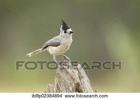 Picture - "Black-crested Titmouse (Baeolophus atricristatus), adult, perched on snag, Texas, United States, North America". Fotosearch