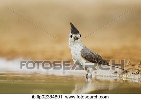 "Black-crested Titmouse (Baeolophus atricristatus), adult, bathing in pool, Texas, United States, North America" View Large Photo Image Stock Image - "Black-crested Titmouse (Baeolophus atricristatus), adult, bathing in pool, Texas, United States, North America". Fotosearch