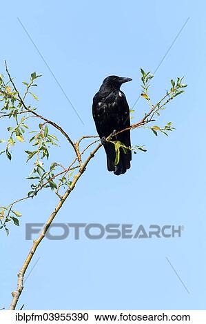 Stock Image - "Black Crow, Carrion Crow (Corvus corone) perched on a tree branch against a blue sky, Upper Bavaria, Bavaria, Germany, Europe". Fotosearch