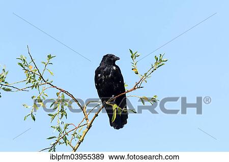"Black Crow, Carrion Crow (Corvus corone) perched on a tree branch against a blue sky, Upper Bavaria, Bavaria, Germany, Europe" View Large Photo Image Stock Photo - "Black Crow, Carrion Crow (Corvus corone) perched on a tree branch against a blue sky, Upper Bavaria, Bavaria, Germany, Europe". Fotosearch