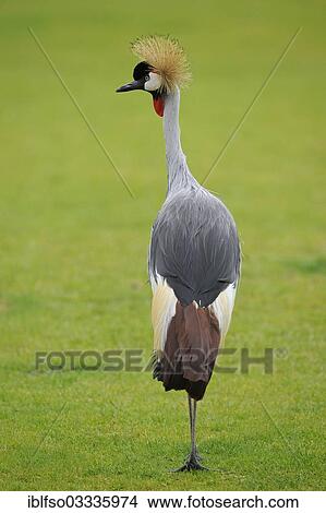 "Black Crowned-Crane (Balearica pavonina), occurrence in West Africa and the Sahel, captive, Saxony, Germany, Europe" View Large Photo Image Picture - "Black Crowned-Crane (Balearica pavonina), occurrence in West Africa and the Sahel, captive, Saxony, Germany, Europe". Fotosearch