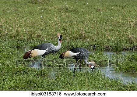 "Black crowned cranes (Balearica pavonina), Masai Mara, Rift Valley Province, Kenya, Africa" View Large Photo Image Stock Photograph - "Black crowned cranes (Balearica pavonina), Masai Mara, Rift Valley Province, Kenya, Africa". Fotosearch