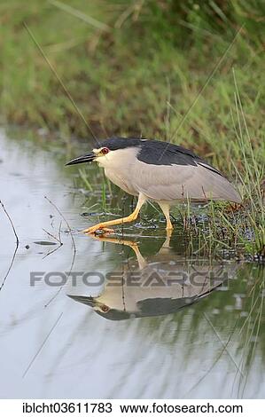 Stock Image - "Black-crowned Night Heron (Nycticorax nycticorax), foraging, Central Macedonia, Greece, Europe". Fotosearch