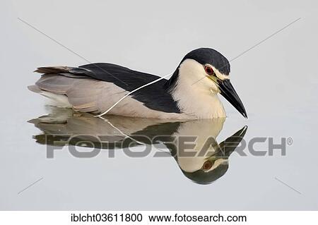"Black-crowned Night Heron (Nycticorax nycticorax), with reflection, Central Macedonia, Greece, Europe" View Large Photo Image Stock Image - "Black-crowned Night Heron (Nycticorax nycticorax), with reflection, Central Macedonia, Greece, Europe". Fotosearch
