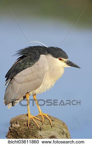 Stock Image - "Black-crowned Night Heron (Nycticorax nycticorax), Central Macedonia, Greece, Europe". Fotosearch