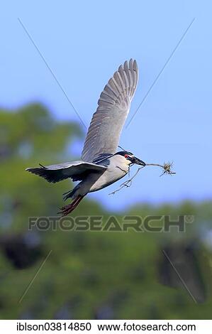 "Black-crowned Night Heron (Nycticorax nycticorax), adult in breeding plumage, flying with nesting material, Venice Rookery, Venice, Florida, United States, North America" View Large Photo Image Stock Image - "Black-crowned Night Heron (Nycticorax nycticorax), adult in breeding plumage, flying with nesting material, Venice Rookery, Venice, Florida, United States, North America". Fotosearch