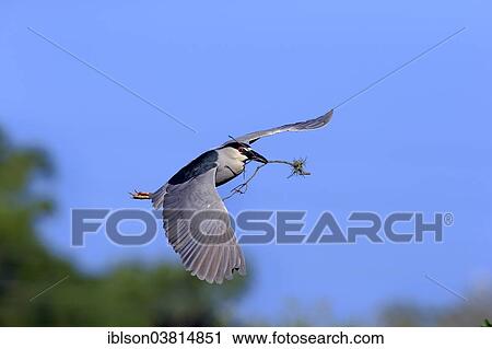 "Black-crowned Night Heron (Nycticorax nycticorax), adult in breeding plumage, flying with nesting material, Venice Rookery, Venice, Florida, United States, North America" View Large Photo Image Stock Image - "Black-crowned Night Heron (Nycticorax nycticorax), adult in breeding plumage, flying with nesting material, Venice Rookery, Venice, Florida, United States, North America". Fotosearch