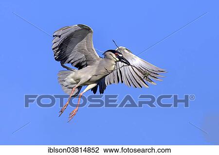Stock Image - "Black-crowned Night Heron (Nycticorax nycticorax), adult in breeding plumage, flying with nesting material, Venice Rookery, Venice, Florida, United States, North America". Fotosearch