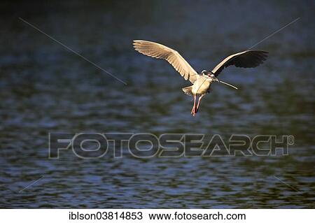 "Black-crowned Night Heron (Nycticorax nycticorax), adult in breeding plumage, flying with nesting material, Venice Rookery, Venice, Florida, United States, North America" View Large Photo Image Stock Image - "Black-crowned Night Heron (Nycticorax nycticorax), adult in breeding plumage, flying with nesting material, Venice Rookery, Venice, Florida, United States, North America". Fotosearch