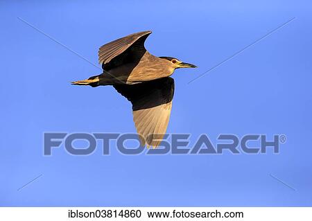 "Black-crowned Night Heron (Nycticorax nycticorax), subadult, flying, Venice Rookery, Venice, Florida, United States, North America" View Large Photo Image Stock Image - "Black-crowned Night Heron (Nycticorax nycticorax), subadult, flying, Venice Rookery, Venice, Florida, United States, North America". Fotosearch