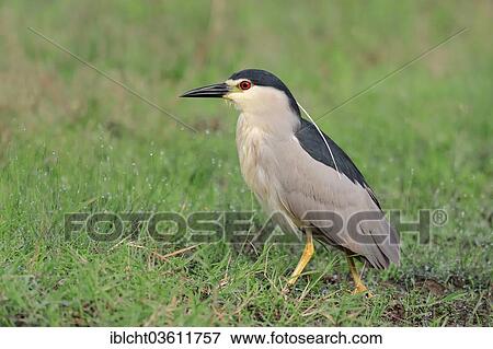 Stock Photo - "Black-crowned Night Heron (Nycticorax nycticorax), Central Macedonia, Greece, Europe". Fotosearch