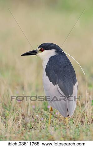 Stock Photo - "Black-crowned Night Heron (Nycticorax nycticorax), Central Macedonia, Greece, Europe". Fotosearch