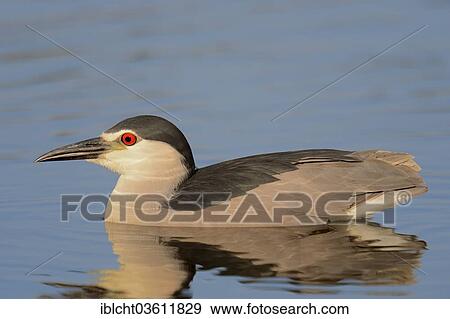 "Black-crowned Night Heron (Nycticorax nycticorax), Central Macedonia, Greece, Europe" View Large Photo Image Stock Photo - "Black-crowned Night Heron (Nycticorax nycticorax), Central Macedonia, Greece, Europe". Fotosearch