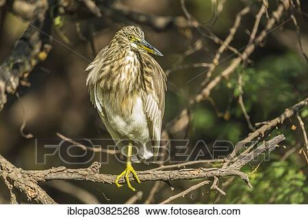 Stock Photo - "Black-crowned Night Heron (Nycticorax nycticorax), Keoladeo National Park, Rajasthan, India, Asia". Fotosearch