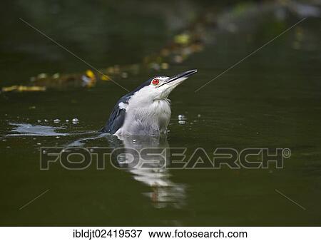 Black-crowned Night Heron (Nycticorax nycticorax), Singapore, Asia View Large Photo Image Stock Photo - Black-crowned Night Heron (Nycticorax nycticorax), Singapore, Asia. Fotosearch