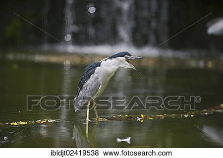 Black-crowned Night Heron (Nycticorax nycticorax), Singapore, Asia View Large Photo Image Stock Photo - Black-crowned Night Heron (Nycticorax nycticorax), Singapore, Asia. Fotosearch