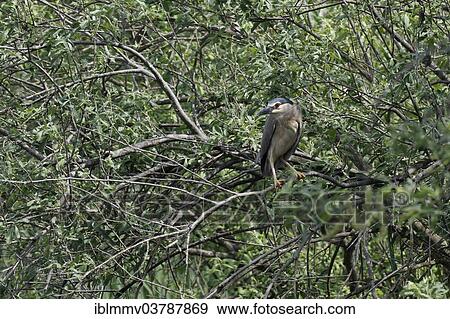 "Black-crowned Night Heron (Nycticorax nycticorax) perched on a tree, Mecklenburg-Western Pomerania, Germany, Europe" View Large Photo Image Stock Photo - "Black-crowned Night Heron (Nycticorax nycticorax) perched on a tree, Mecklenburg-Western Pomerania, Germany, Europe". Fotosearch