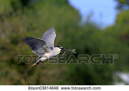 "Black-crowned Night Heron (Nycticorax nycticorax), adult in breeding plumage, flying with nesting material, Venice Rookery, Venice, Florida, United States, North America" View Large Photo Image Stock Photo - "Black-crowned Night Heron (Nycticorax nycticorax), adult in breeding plumage, flying with nesting material, Venice Rookery, Venice, Florida, United States, North America". Fotosearch