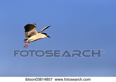 "Black-crowned Night Heron (Nycticorax nycticorax), adult in breeding plumage, flying, Venice Rookery, Venice, Florida, United States, North America" View Large Photo Image Stock Photo - "Black-crowned Night Heron (Nycticorax nycticorax), adult in breeding plumage, flying, Venice Rookery, Venice, Florida, United States, North America". Fotosearch