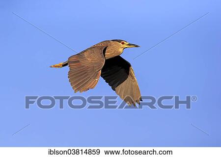 "Black-crowned Night Heron (Nycticorax nycticorax), subadult, flying, Venice Rookery, Venice, Florida, United States, North America" View Large Photo Image Stock Photo - "Black-crowned Night Heron (Nycticorax nycticorax), subadult, flying, Venice Rookery, Venice, Florida, United States, North America". Fotosearch