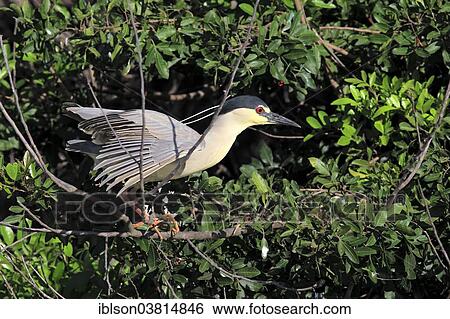"Black-crowned Night Heron (Nycticorax nycticorax), adult in breeding plumage, on tree, Venice Rookery, Venice, Florida, United States, North America" View Large Photo Image Stock Photograph - "Black-crowned Night Heron (Nycticorax nycticorax), adult in breeding plumage, on tree, Venice Rookery, Venice, Florida, United States, North America". Fotosearch