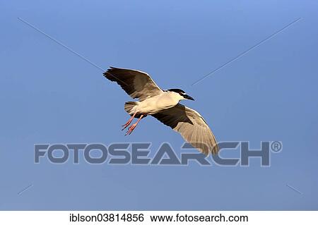 "Black-crowned Night Heron (Nycticorax nycticorax), adult in breeding plumage, flying, Venice Rookery, Venice, Florida, United States, North America" View Large Photo Image Stock Photograph - "Black-crowned Night Heron (Nycticorax nycticorax), adult in breeding plumage, flying, Venice Rookery, Venice, Florida, United States, North America". Fotosearch