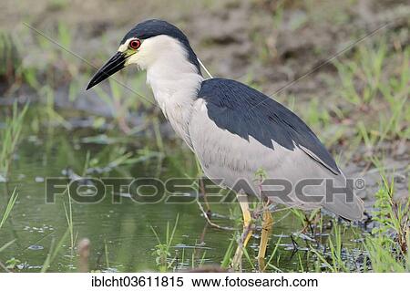 Stock Photography - "Black-crowned Night Heron (Nycticorax nycticorax), Central Macedonia, Greece, Europe". Fotosearch