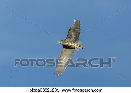"Black-crowned Night Heron (Nycticorax nycticorax) in flight, Keoladeo National Park, Rajasthan, India, Asia" View Large Photo Image Stock Photography - "Black-crowned Night Heron (Nycticorax nycticorax) in flight, Keoladeo National Park, Rajasthan, India, Asia". Fotosearch
