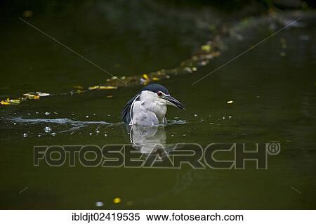 Black-crowned Night Heron (Nycticorax nycticorax), Singapore, Asia View Large Photo Image Stock Photography - Black-crowned Night Heron (Nycticorax nycticorax), Singapore, Asia. Fotosearch