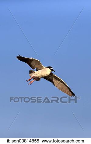 "Black-crowned Night Heron (Nycticorax nycticorax), adult in breeding plumage, flying, Venice Rookery, Venice, Florida, United States, North America" View Large Photo Image Stock Photography - "Black-crowned Night Heron (Nycticorax nycticorax), adult in breeding plumage, flying, Venice Rookery, Venice, Florida, United States, North America". Fotosearch
