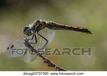 Stock Image - "Black Darter or Black Meadowhawk (Sympetrum danae), female, Jutland, Denmark, Europe". Fotosearch